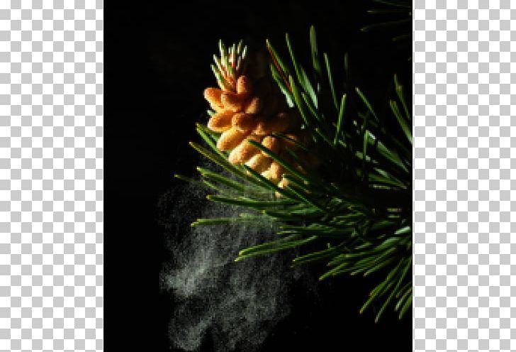 Pine Pollen Fir Conifer Cone PNG, Clipart, Battlefield Of Gunpowder, Branch, Cell Wall, Conifer, Conifer Cone Free PNG Download