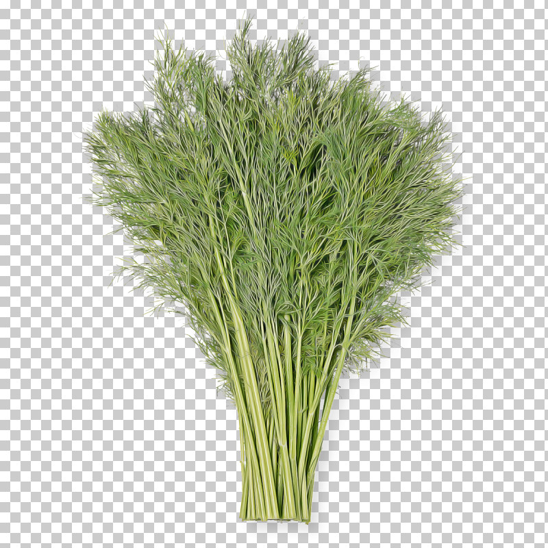 Grass Plant Grass Family Flower Herb PNG, Clipart, Flower, Grass, Grass Family, Herb, Plant Free PNG Download