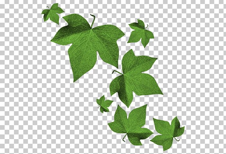 Maple Leaf Green PNG, Clipart, Branch, Flowering Plant, Green, Herbalism, Hue Free PNG Download