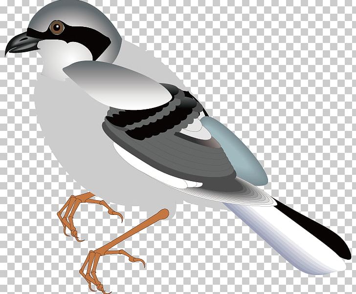 Bird Flight Sparrow PNG, Clipart, 3d Animation, Anim, Animal, Animals, Animal Vector Free PNG Download