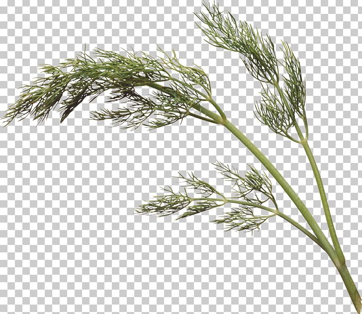 Dill Parsley Cumin Herb Coriander PNG, Clipart, Branch, Casuarina, Commodity, Condiment, Coriander Free PNG Download