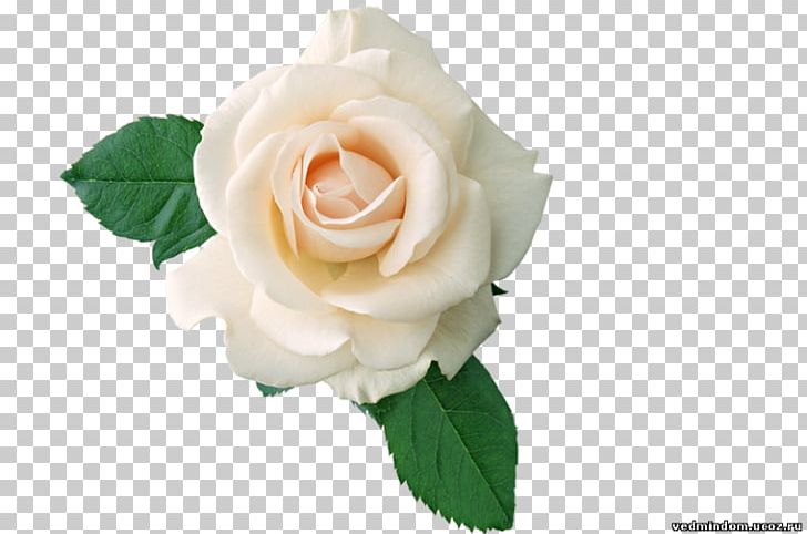 Essence Of Roses PNG, Clipart, Artificial Flower, Blue Rose, Cut Flowers, Desktop Wallpaper, Floral Design Free PNG Download