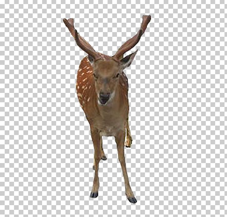 Formosan Sika Deer ICO Icon PNG, Clipart, Animals, Antler, Christmas Deer, Creative, Creative Deer Free PNG Download