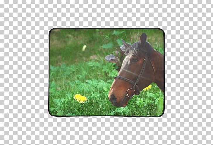 Mustang Stallion Halter Pasture Freikörperkultur PNG, Clipart, 2019 Ford Mustang, Fauna, Ford Mustang, Grass, Grass Mud Horse Free PNG Download