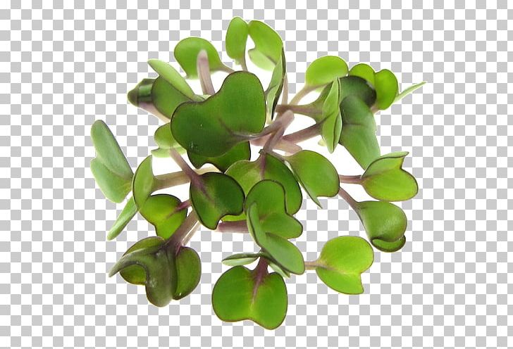 Raw Foodism Microgreen Sprouting Seed Salad PNG, Clipart, Alfalfa, Broccoli, Cotyledon, Food, Food Drinks Free PNG Download