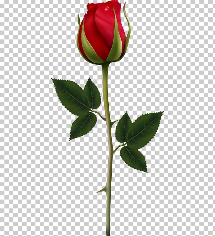 Rose Flower PNG, Clipart, Bud, Clip Art, Cut Flowers, Desktop Wallpaper, Floral Design Free PNG Download