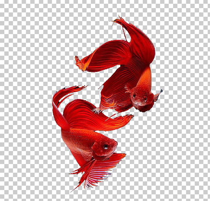 Siamese Cat Thailand Siamese Fighting Fish Goldfish PNG, Clipart, Animals, Beak, Chicken, Download, Fighting Free PNG Download