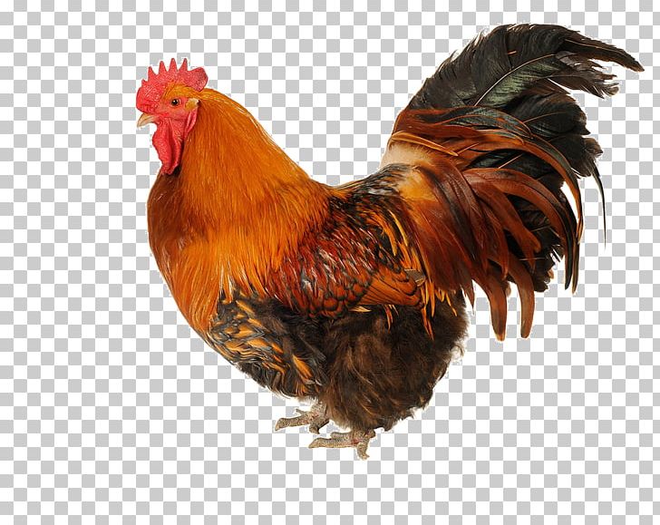 Silkie Rooster PNG, Clipart, Animal, Animals, Badminton Shuttle Cock, Beak, Big Free PNG Download