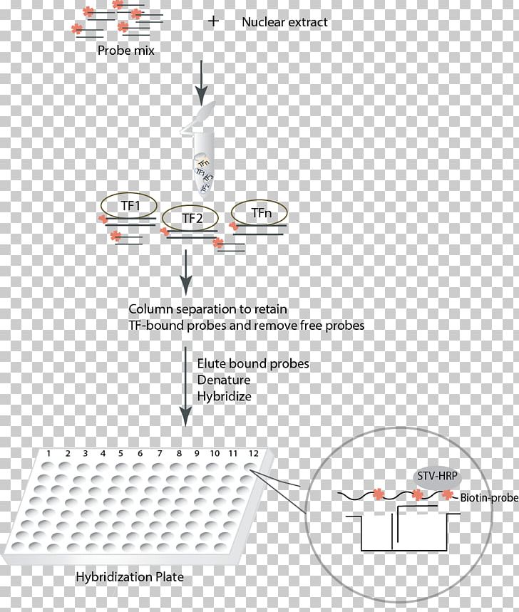 Transcription Factor Promoter NF-κB Unfolded Protein Response PNG, Clipart, Angle, Area, Array Data Structure, Assay, Biology Free PNG Download