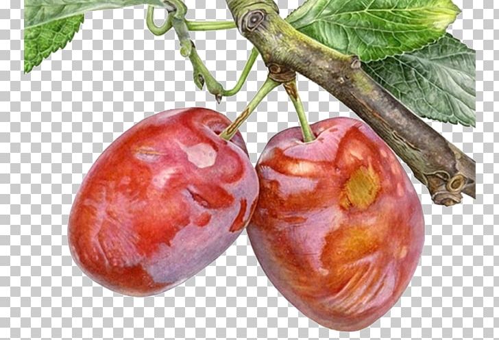 Watercolor Painting Drawing Botanical Illustration PNG, Clipart, Cherry, Family Tree, Food, Fruit, Fruit Nut Free PNG Download