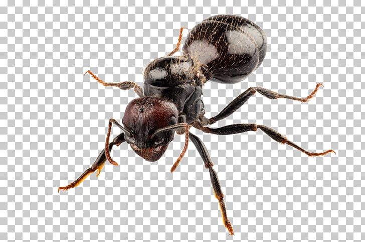 Black Garden Ant Argentine Ant Pest Control PNG, Clipart, Ant, Ant Colony, Ants, Argentine, Arthropod Free PNG Download