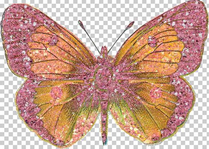 Butterfly Insect Scrapbooking Embellishment PNG, Clipart, Arthropod, Brush Footed Butterfly, Butterflies And Moths, Butterfly, Colias Free PNG Download