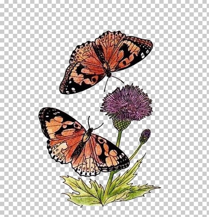 Monarch Butterfly Drawing PNG, Clipart, Blue Butterfly, Brush Footed Butterfly, Butterflies, Butterflies And Moths, Butterfly Free PNG Download