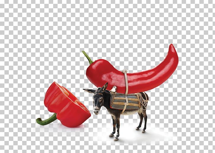Chili Pepper Bell Pepper PNG, Clipart, Bell Pepper, Bell Peppers And Chili Peppers, Chili Pepper, Vegetable Free PNG Download