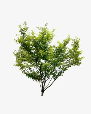 Plants Trees Shrubs PNG, Clipart, Backgrounds, Botany, Branch, Deciduous Tree, Environment Free PNG Download