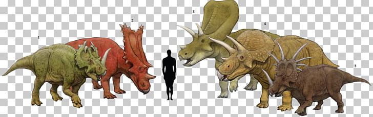 Torosaurus Centrosaurus Triceratops Chasmosaurus Styracosaurus PNG, Clipart, Animal Figure, Cattle Like Mammal, Centrosaurus, Cow Goat Family, Fauna Free PNG Download