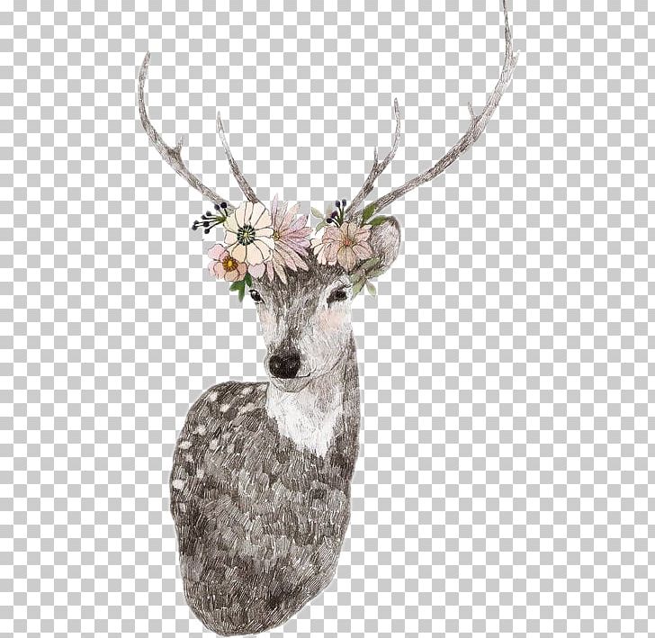 White-tailed Deer Seneca White Deer Reindeer PNG, Clipart, Antler, Deer, Deer Hunting, Desktop Wallpaper, Drawing Free PNG Download