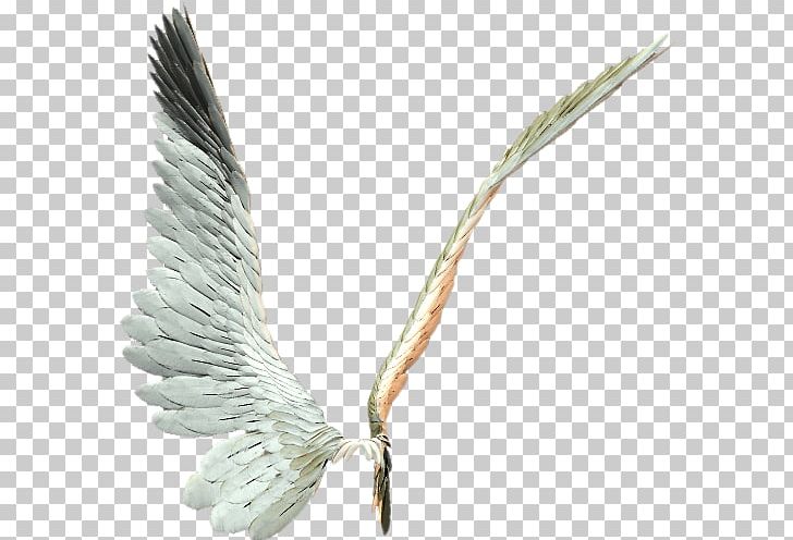 Wing PNG, Clipart, Aile, Ala, Animation, Beak, Download Free PNG Download