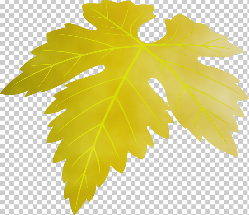 Maple Leaf PNG, Clipart, Black Maple, Flower, Grape Leaves, Grapes Leaf, Leaf Free PNG Download