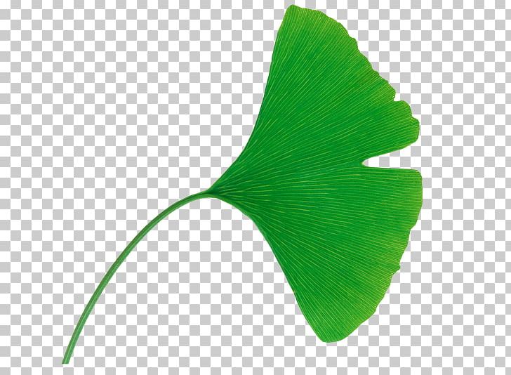 Ginkgo Biloba Tree Leaf Extract Tokyo PNG, Clipart, Adiantum Capillusveneris, Blueberry, Extract, Food, Ginkgo Free PNG Download