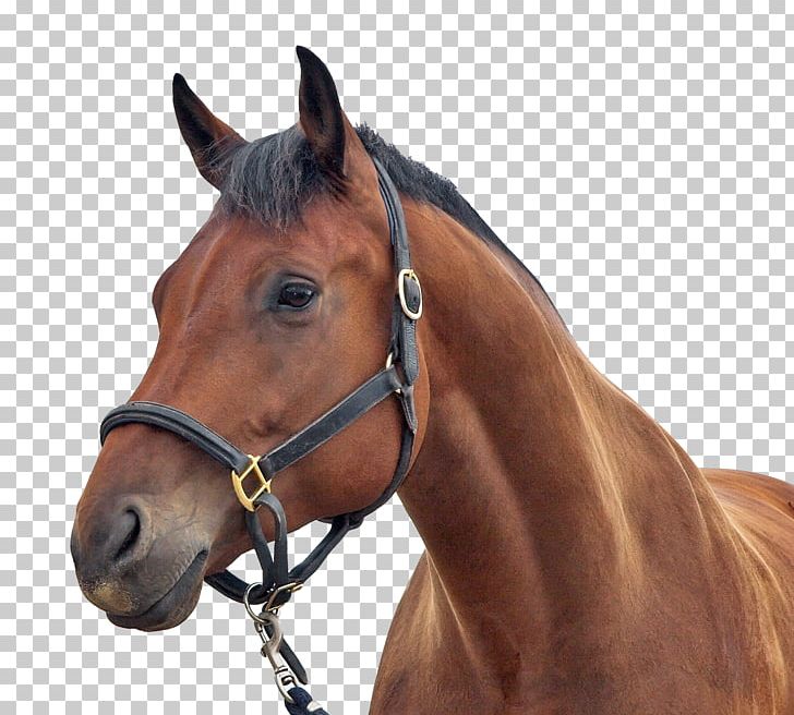 Horse Sound Effect YouTube Freesound PNG, Clipart, Animals, Bit, Bridle, Equestrian, Equestrianism Free PNG Download