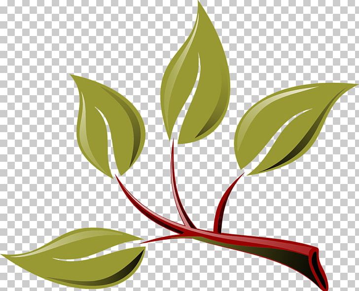 Leaf Branch PNG, Clipart, Background Green, Branch, Cartoon, Clip Art, Drawing Free PNG Download