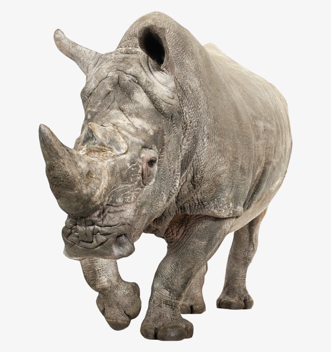 Rhino Approaching PNG, Clipart, Animal, Approaching Clipart, Cattle, Front, Rhino Free PNG Download