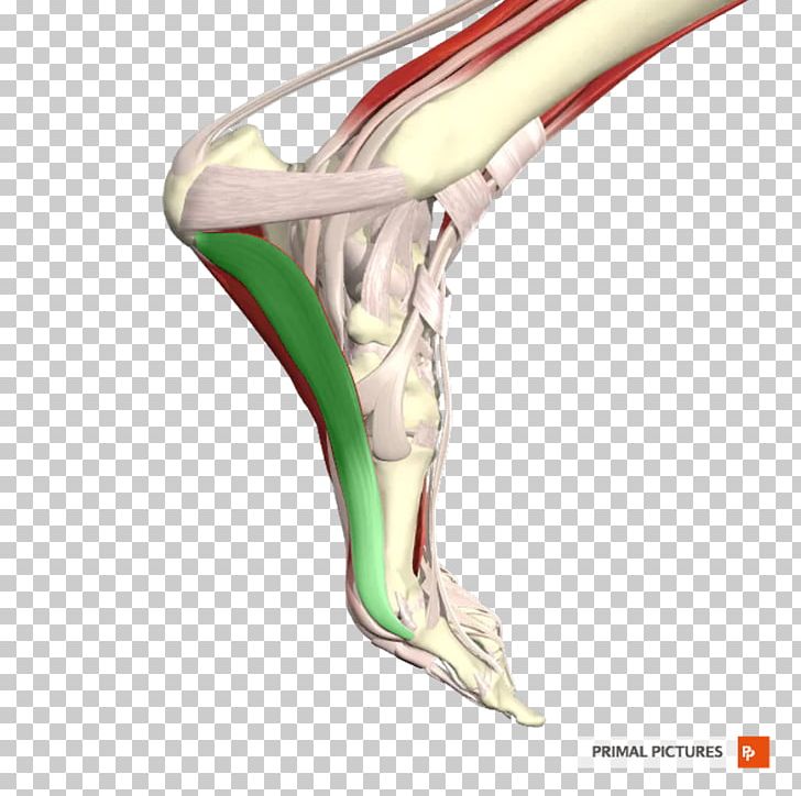 Shoulder Hip Knee PNG, Clipart, Art, Flexor Pollicis Longus Muscle, Hip, Human Leg, Joint Free PNG Download