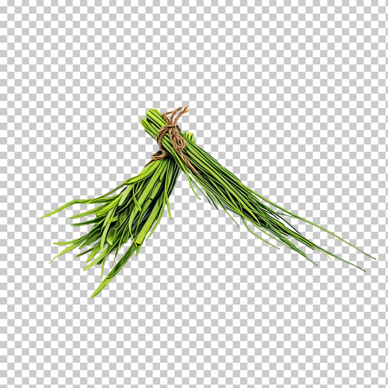 Welsh Onion Plant Stem Leaf Vegetable Herb Vegetable PNG, Clipart, Allium, Biology, Commodity, Grasses, Herb Free PNG Download