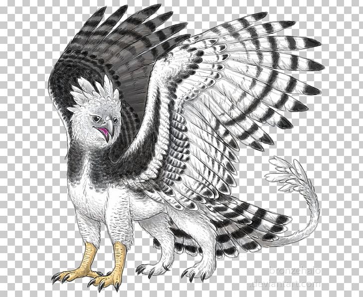 Bird Harpy Eagle Griffin PNG, Clipart, Animal, Animals, Art, Beak, Bird Free PNG Download