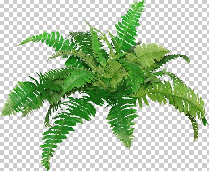 Fern PNG, Clipart, Clip Art, Drawing, Fern, Ferns And Horsetails, Gazania Free PNG Download