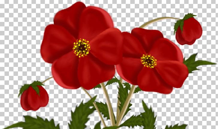 Flower Tulip PNG, Clipart, Annual Plant, Cut Flowers, Floral Design, Flower, Flowering Plant Free PNG Download