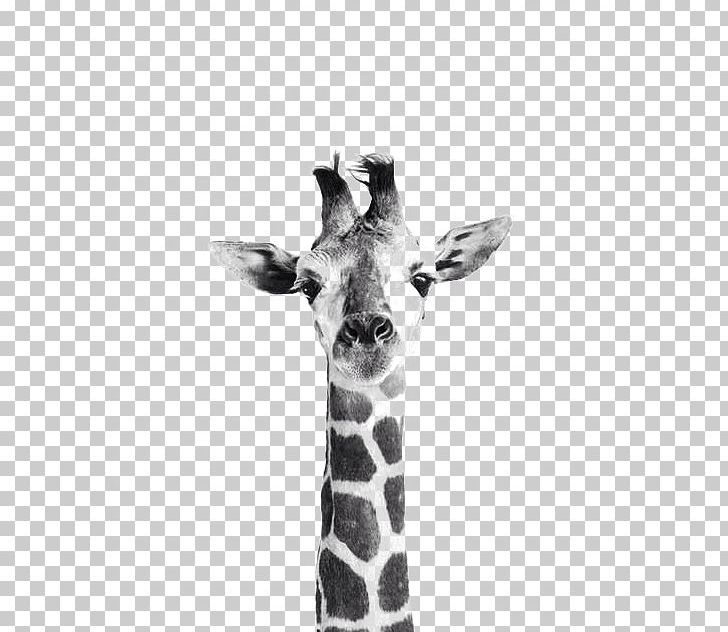 Northern Giraffe Photography PNG, Clipart, Animal, Animalistika, Animals, Beauty Box, Black Free PNG Download