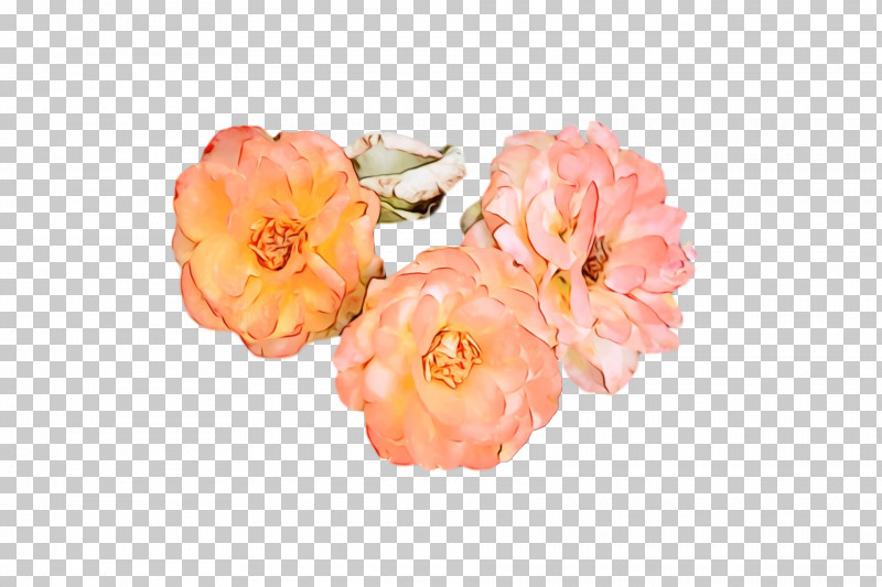 Garden Roses PNG, Clipart, Cut Flowers, Flower, Garden, Garden Roses, Human Body Free PNG Download