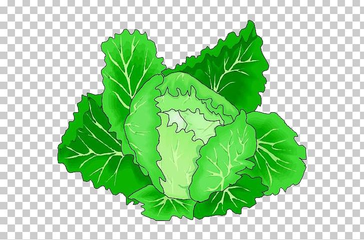 Leaf Vegetable Cabbage PNG, Clipart, Balloon Cartoon, Boy Cartoon, Cabbage, Cartoon Character, Cartoon Couple Free PNG Download