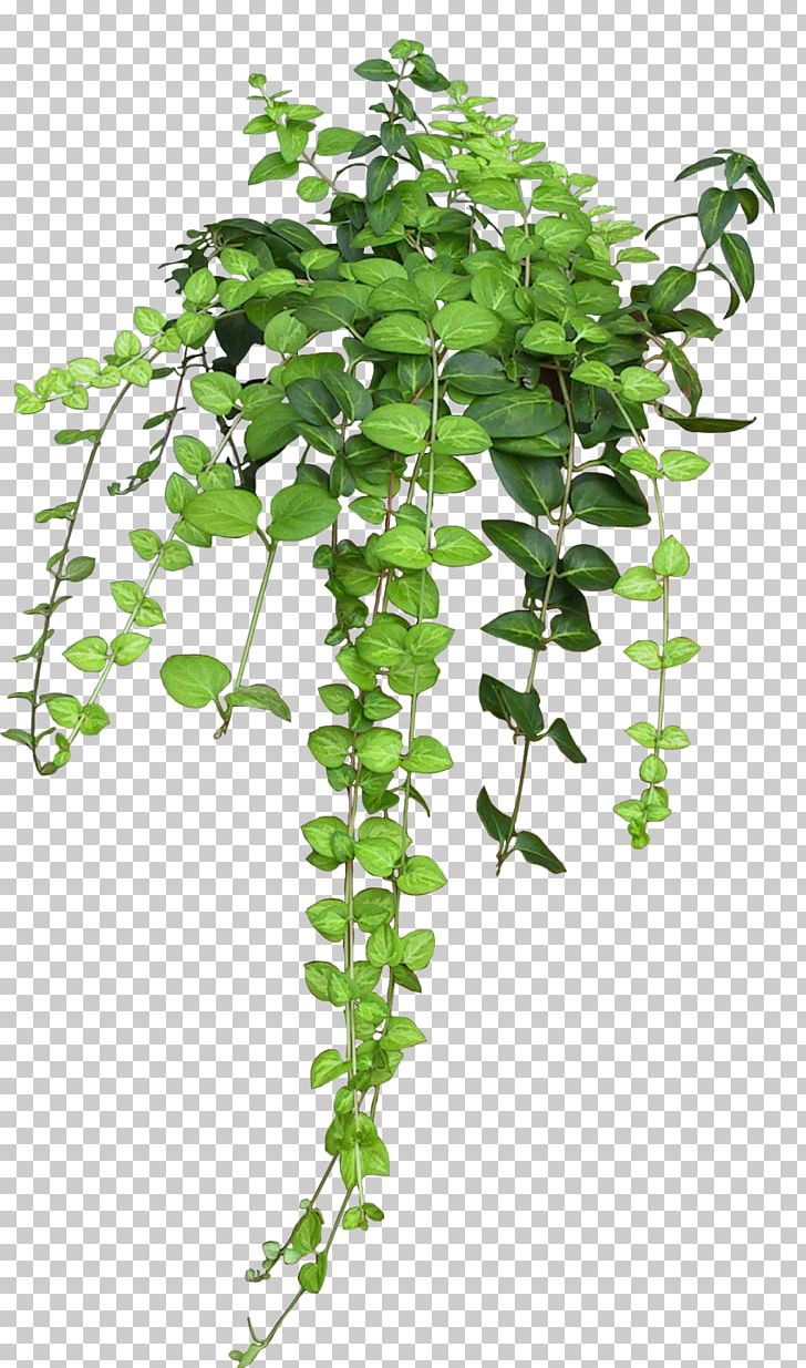 Plant Vine Rose Flower PNG, Clipart, Botany, Branch, Bushes, Epipremnum, Flower Free PNG Download
