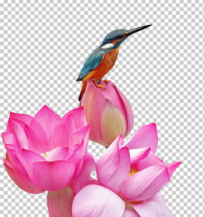 Floral Design PNG, Clipart, Beak, Beeeater, Birds, Cut Flowers, Drawing Free PNG Download