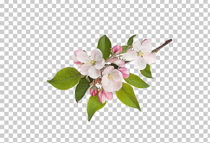 Apple Flower PNG, Clipart, Apple, Apple Flower, Blossom, Branch, Cherry Blossom Free PNG Download