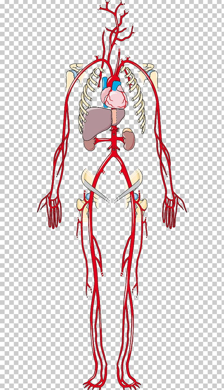 Artery Vein Human Body Anatomy Png Clipart Area Art Artery Artwork Cardiovascular Disease Free Png Download