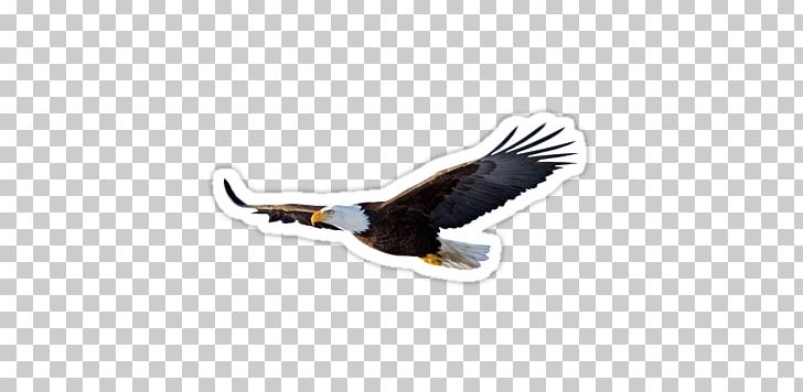 Bald Eagle Bird PNG, Clipart, Animals, Bald Eagle, Beak, Bird, Bird Of Prey Free PNG Download