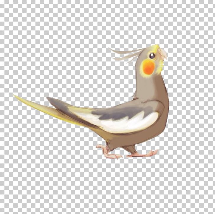 Cockatiel Bird Cockatoo True Parrot Drawing PNG, Clipart, Animals, Aviculture, Beak, Bird, Cockatiel Free PNG Download