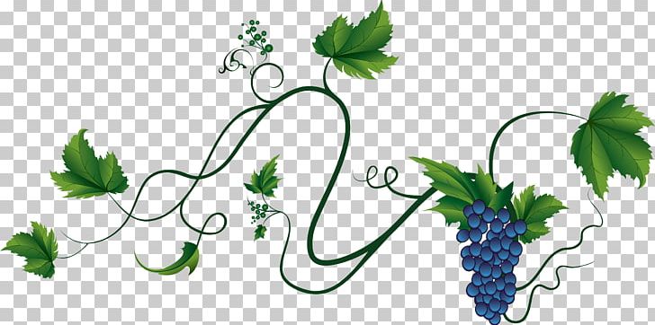 Common Grape Vine Wine Grape Leaves PNG, Clipart, Branch, Common Grape Vine, Encapsulated Postscript, Flora, Flower Free PNG Download