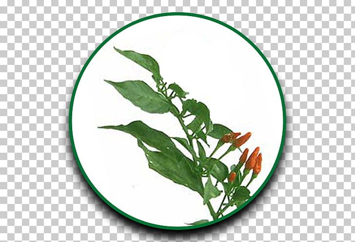 Herb Leaf Drumstick Tree Siling Labuyo Cayenne Pepper PNG, Clipart, Amaranth, Capsicum, Capsicum Annuum, Cayenne Pepper, Drumstick Tree Free PNG Download