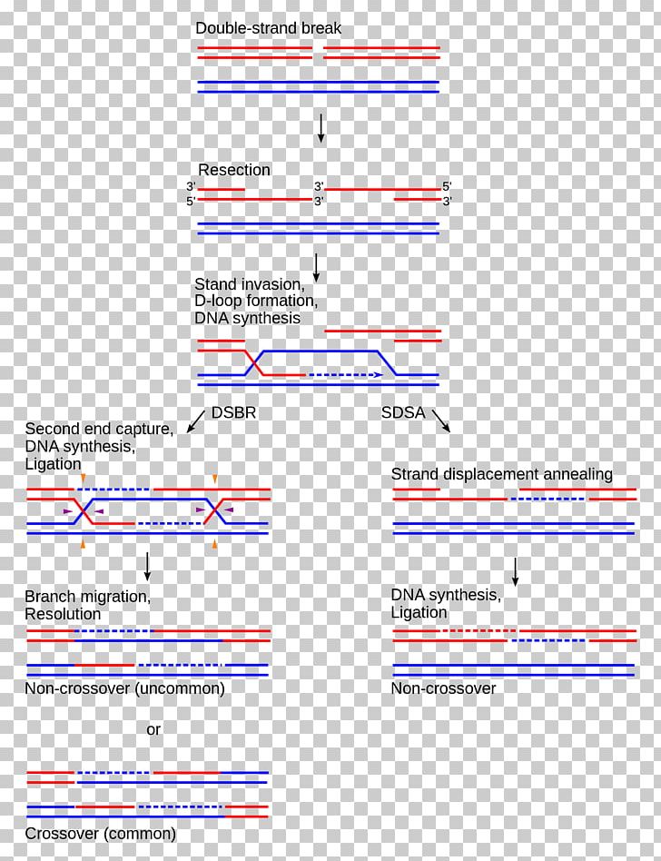 Holliday Junction Chromosomal Crossover Synthesis-dependent Strand Annealing Homologous Recombination Organization PNG, Clipart, Angle, Area, Chromosomal Crossover, Circuit Board Factory, Diagram Free PNG Download