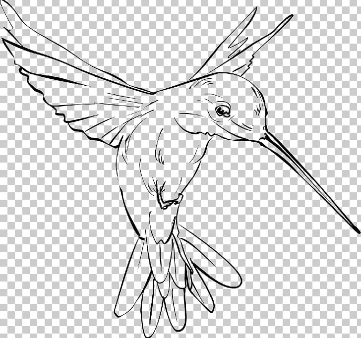 Hummingbird Drawing PNG, Clipart, Animals, Art, Art Museum, Artwork, Beak Free PNG Download