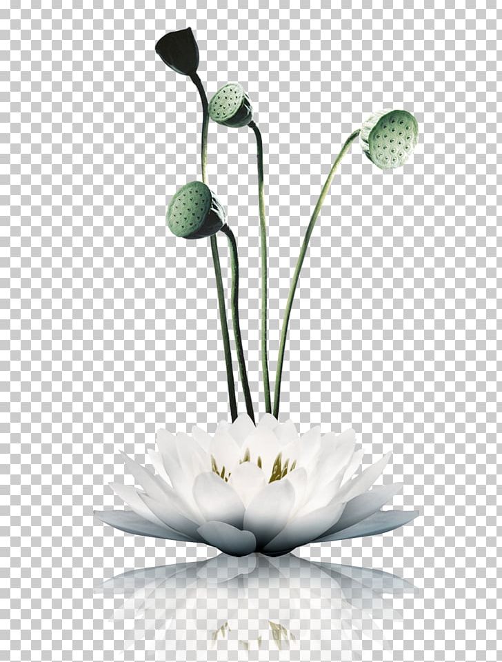 Nelumbo Nucifera White PNG, Clipart, Chinese Style, Cloud, Color, Company, Company Culture Free PNG Download