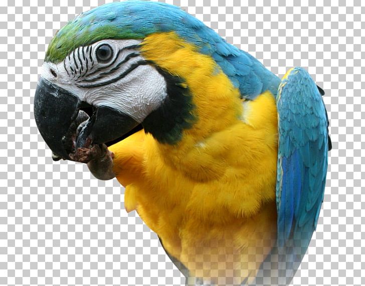 Red-breasted Pygmy Parrot Bird Pesquet's Parrot PNG, Clipart, Animal, Animals, Beak, Bird, Common Pet Parakeet Free PNG Download