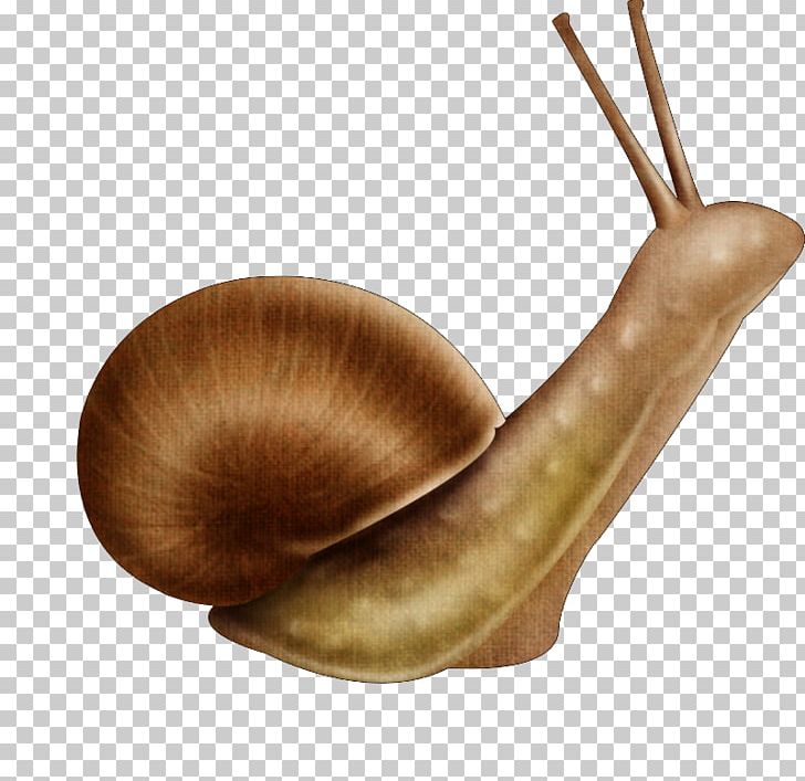 Snail Cartoon Portable Network Graphics Animal PNG, Clipart, Animal, Animals, Bolinus Brandaris, Cartoon, Computer Icons Free PNG Download