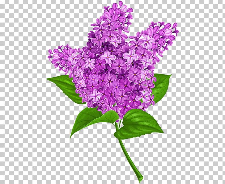 Common Lilac PNG, Clipart, Annual Plant, Art, Common Lilac, Cut Flowers, Desktop Wallpaper Free PNG Download