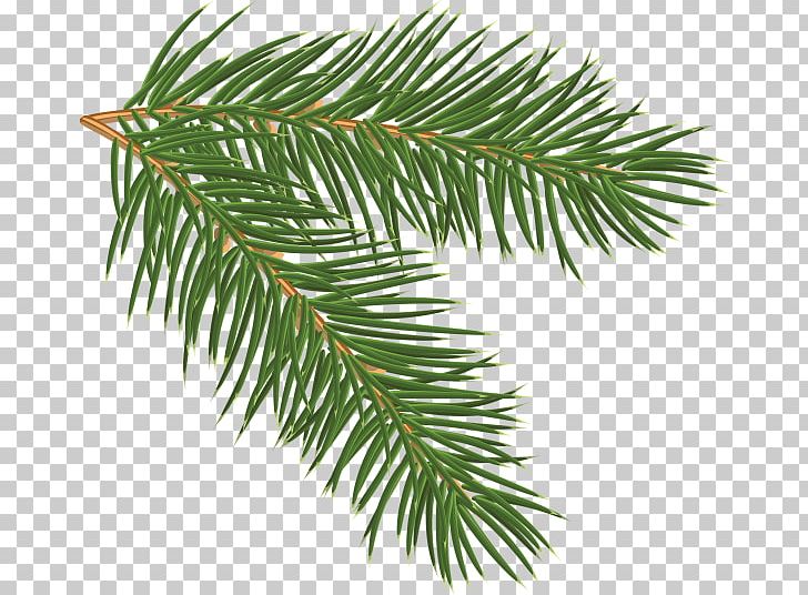 Conifer Cone Pine Branch PNG, Clipart, Branch, Christmas, Christmas Ornament, Conifer, Conifer Cone Free PNG Download